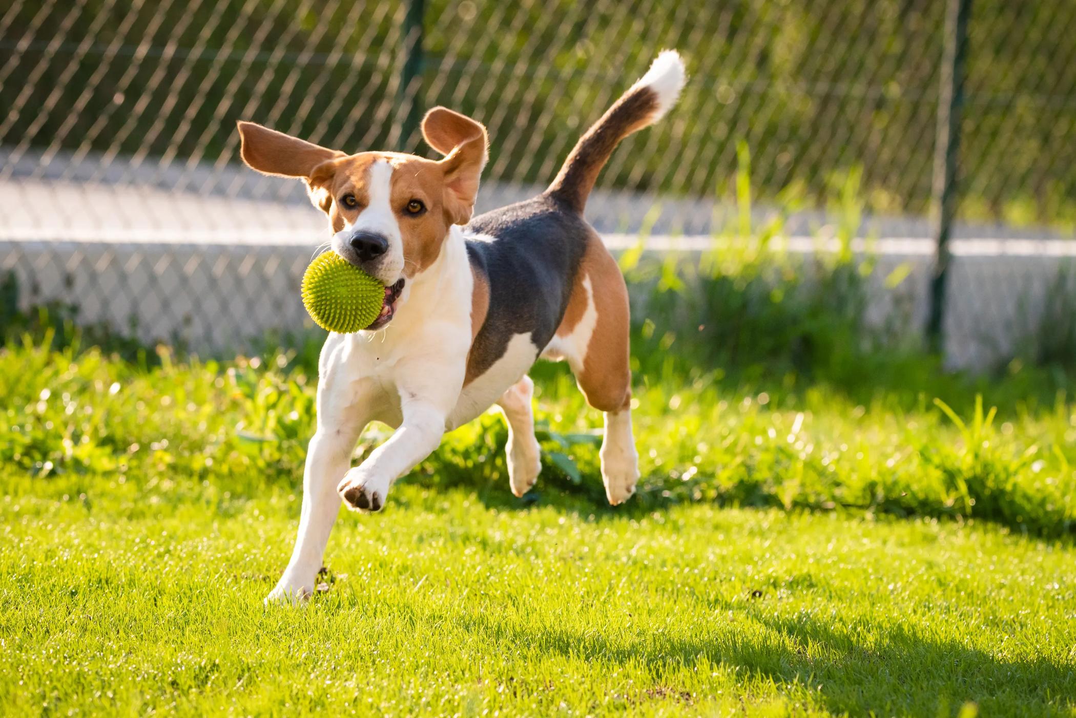 Dog park (Dog Park in Cannon Village Townes)