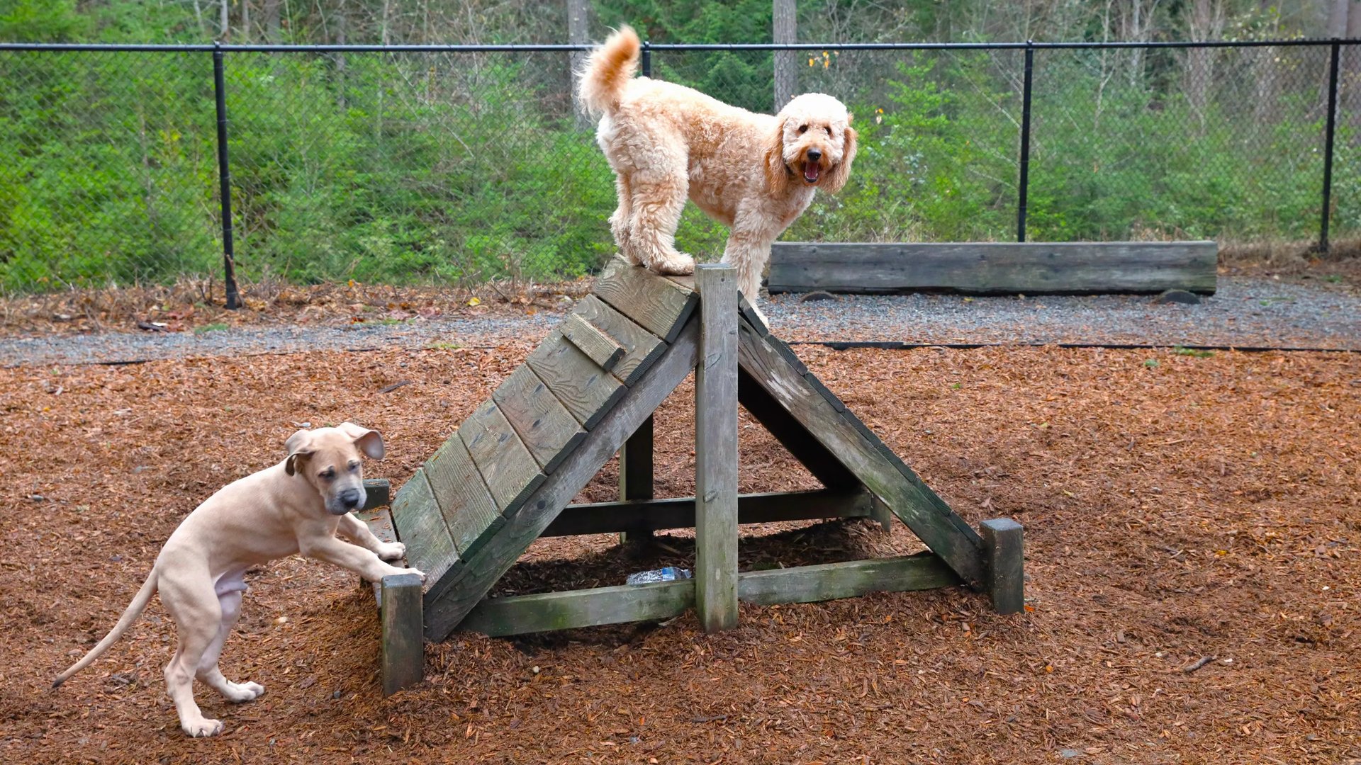 dog park amenity (Dog Park in 121 West)